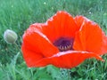 `Handsome red poppy`, the flower